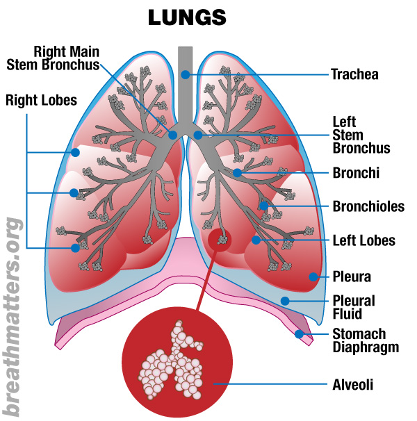 COPD Lung disease - diagram